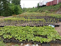 Nursery